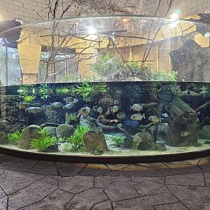 Jaguar House aquarium