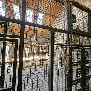 Current Giraffe House