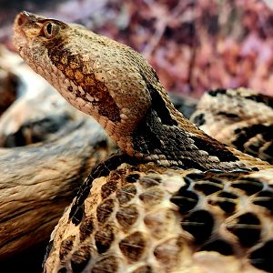 Timber Rattlesnake (Crotalus horridus)