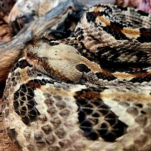 Timber Rattlesnake (Crotalus horridus)