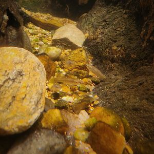 Speckled Killifish (Fundulus rathbuni)