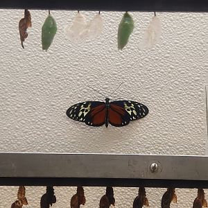 Tiger Longwing (Heliconius hecale)