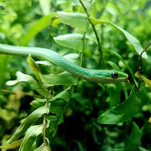 Rough Green Snake (Opheodrys aestivus)