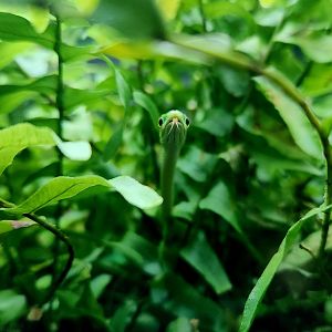 Rough Green Snake (Opheodrys aestivus)