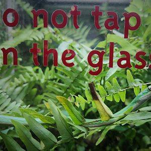 Rough Green Snake (Opheodrys aestivus)