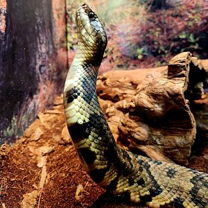Northern Cottonmouth (Agkistrodon piscivorus)