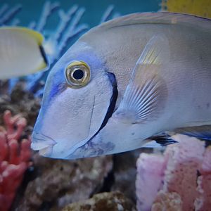 Ocean Surgeonfish (Acanthurus tractus)