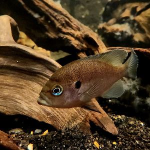 Redbreast Sunfish (Lepomis auritus)