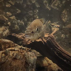 Redear Sunfish (Lepomis microlophus)