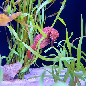 Lined Seahorses (Hippocampus erectus)