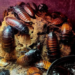Madagascar Hissing Cockroaches (Gromphadorhina portentosa)