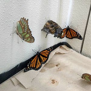 Butterfly Nursery