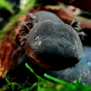 Greater Siren (Siren lacertina)