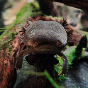 Greater Siren (Siren lacertina)