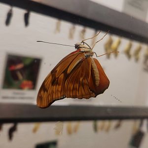 Julia Heliconian (Dryas iulia)