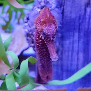 Lined Seahorse (Hippocampus erectus)