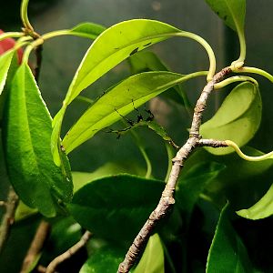 Giant Leaf Insect (Pulchriphyllium giganteum)