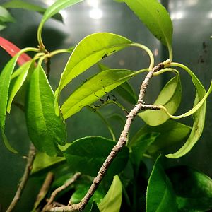 Giant Leaf Insect (Pulchriphyllium giganteum)
