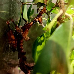 Giant Prickly Stick Insect (Extatosoma tiaratum)