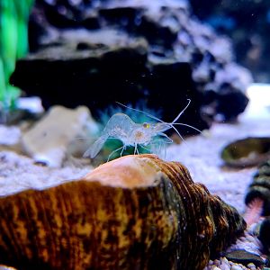 Grass Shrimp (Palaemon vulgaris)