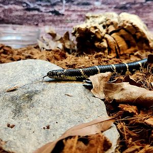 Eastern Kingsnake (Lampropeltis getula)