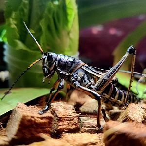 Eastern Lubber Grasshopper (Romalea microptera)