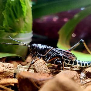 Eastern Lubber Grasshopper (Romalea microptera)