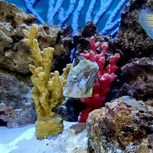 Fringed Filefish (Monacanthus ciliatus)