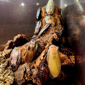 Giant Cave Cockroaches (Blaberus giganteus)