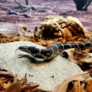 Eastern Kingsnake (Lampropeltis getula)