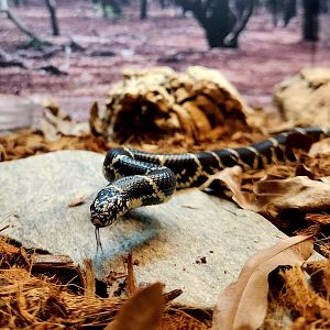 Eastern Kingsnake (Lampropeltis getula)