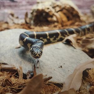 Eastern Kingsnake (Lampropeltis getula)
