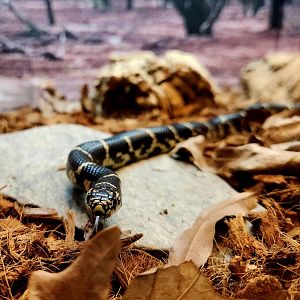 Eastern Kingsnake (Lampropeltis getula)