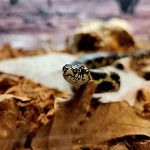 Eastern Kingsnake (Lampropeltis getula)