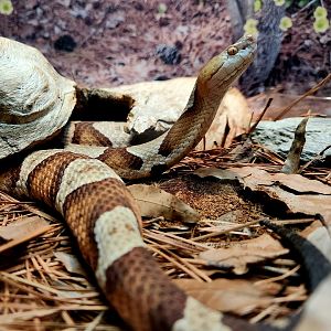Eastern Copperhead (Agkistrodon contortrix)