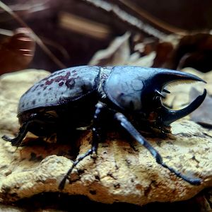 Eastern Hercules Beetle (Dynastes tityus)