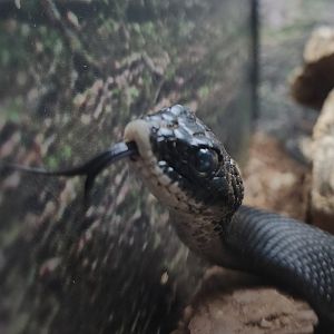 Eastern Hognose Snake (Heterodon platirhinos)