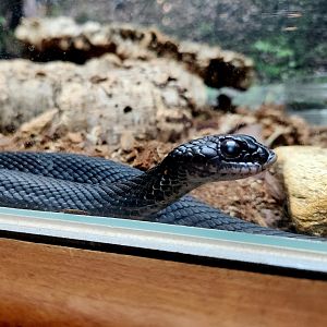 Eastern Hognose Snake (Heterodon platirhinos)