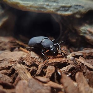 Darkling Beetle (Zophobas morio)