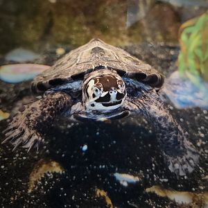 Diamondback Terrapin (Malaclemys terrapin)