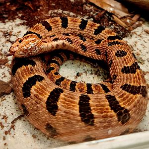 Carolina Pygmy Rattlesnake (Sistrurus miliarius miliarius)