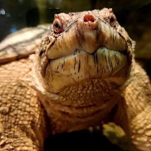 Common Snapping Turtle (Chelydra serpentina)