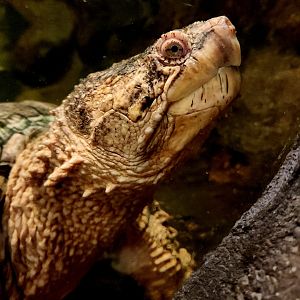 Common Snapping Turtle (Chelydra serpentina)