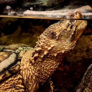 Common Snapping Turtle (Chelydra serpentina)