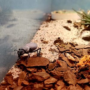 Blue Death Feigning Beetle (Asbolus verrucosus)