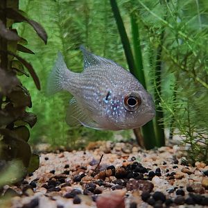 Blue-Spotted Sunfish (Enneacanthus gloriosus)