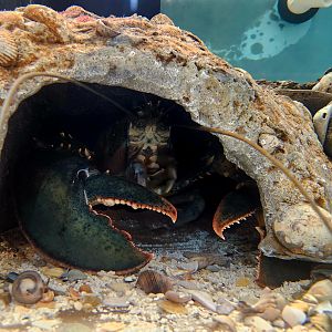 American Lobster (Homarus americanus)