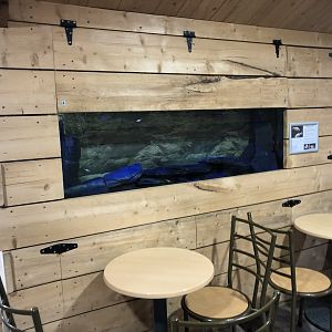 Blind Cave Fish Tank at Hamerton Zoo Park (October 2023)