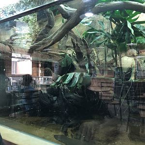 Australian Water Dragon Enclosure at Hamerton Zoo Park (October 2023)