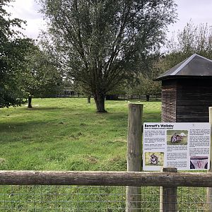 Bennett's Wallaby Enclosure at Hamerton Zoo Park (October 2023)